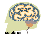 cerebrum